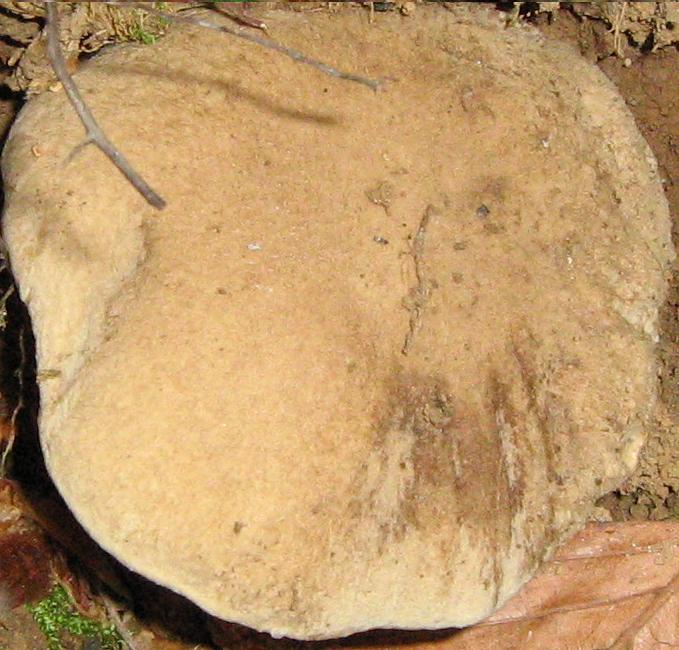 Escursione a Limestre e funghi da identificare